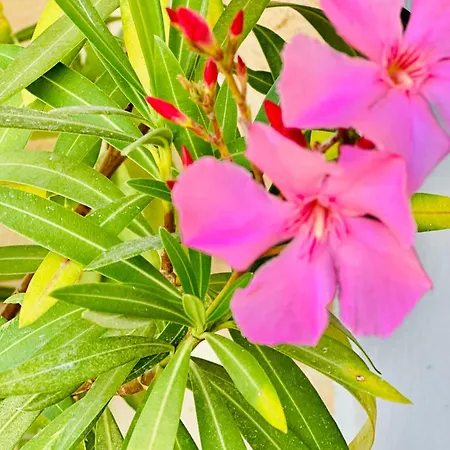 Villareja - Grosszuegige Panorama-suite Mit Dolomitenblick, Terrasse Und Designbad Mit Freistehender Badewanne