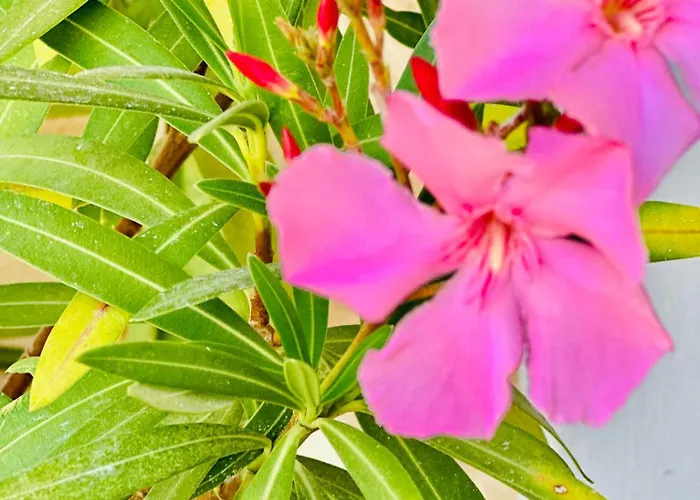 Villareja - Panorama Penthouse Mit Blick Auf Dolomiten